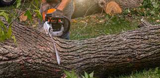 Reliable Texarkana, AR Tree Services Solutions