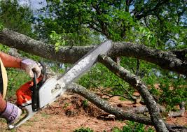 How Our Tree Care Process Works  in  Texarkana, AR